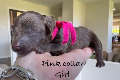 Pink collar girl