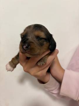 Boy puppy