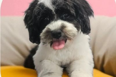 Ming