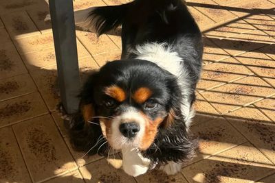Basil