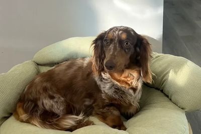 bella