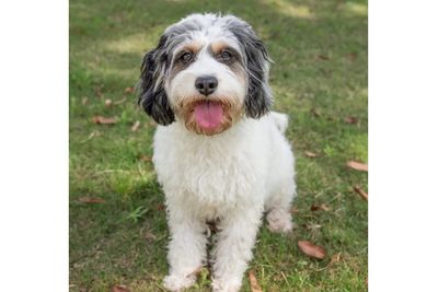 Pixel
