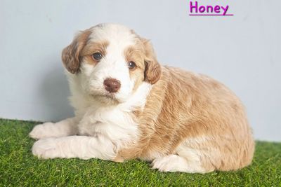 Honey
