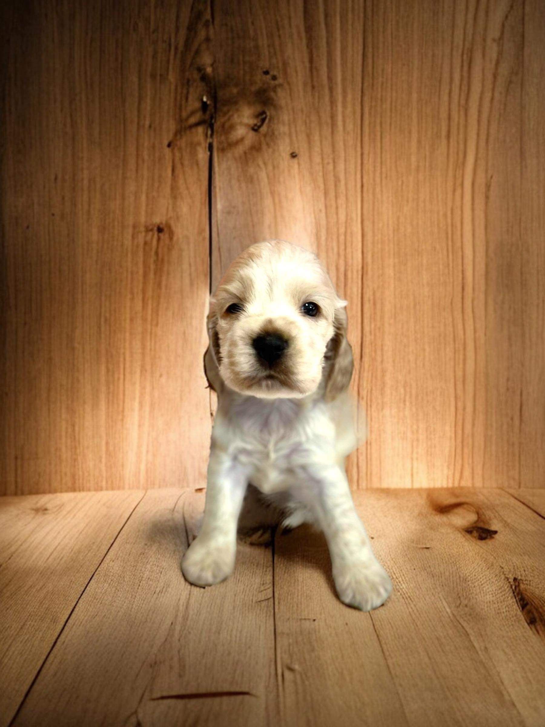 Cocker Spaniel puppies available from responsible breeders