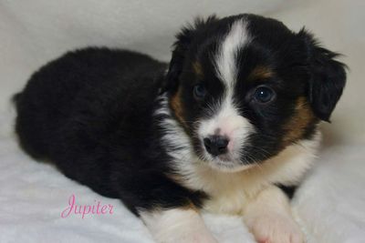 Jupiter