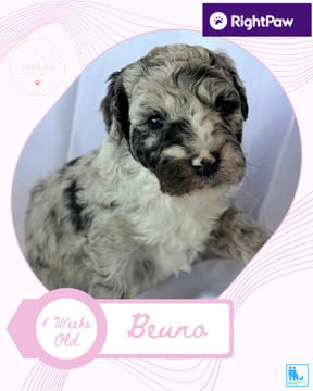Girl puppy