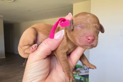 Pink collar girl