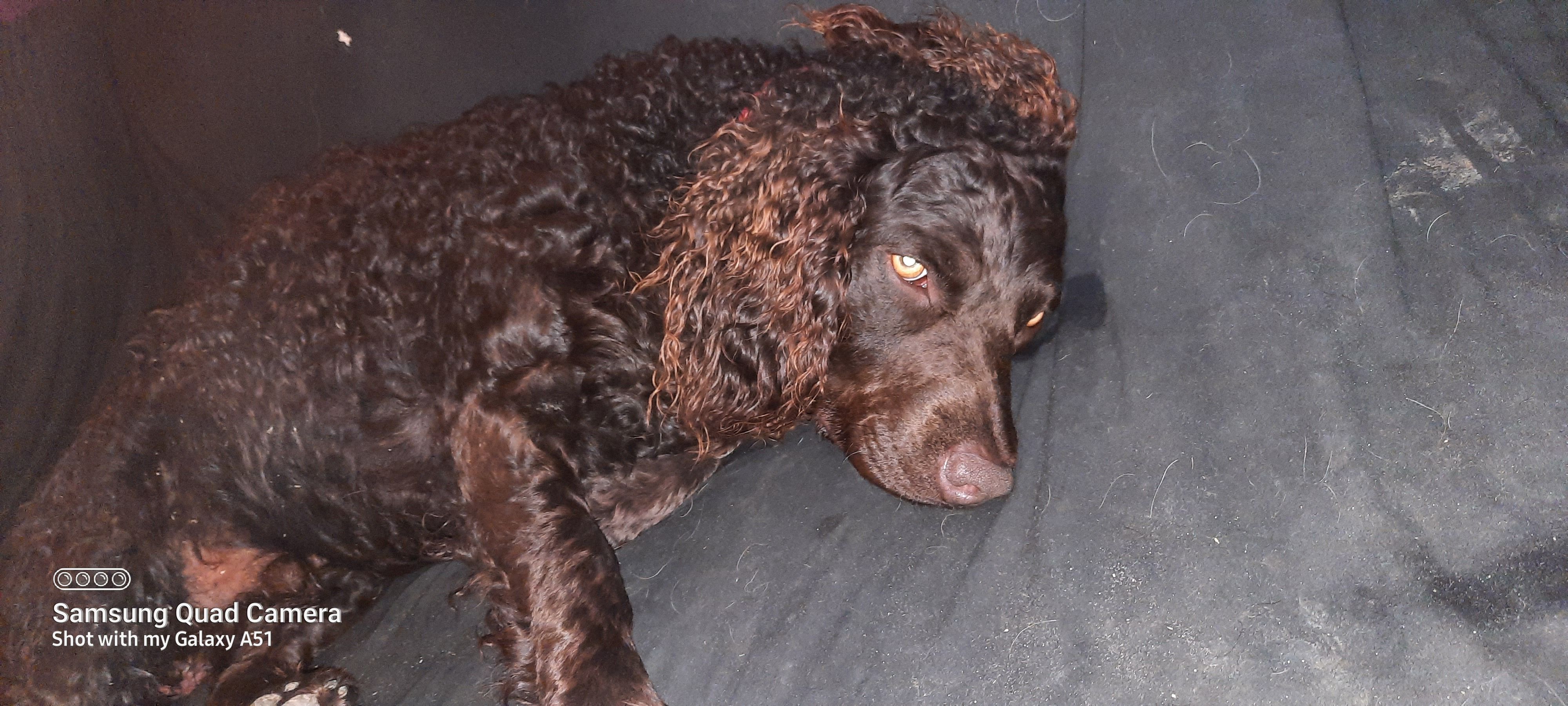 Murray river retriever for sale cheap