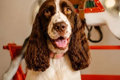 Daisy 