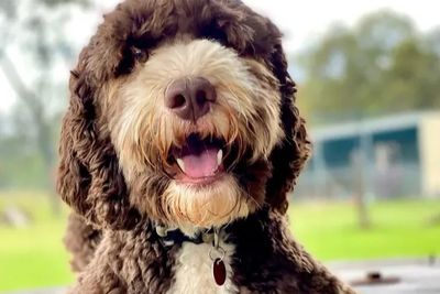 Inja impi  - MULTIGEN AUTRALIAN LABRADOODLE