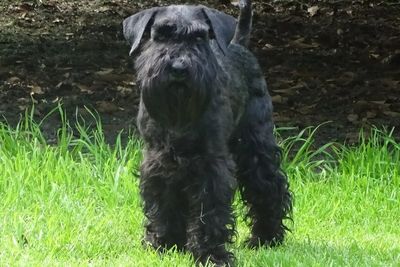 Griff