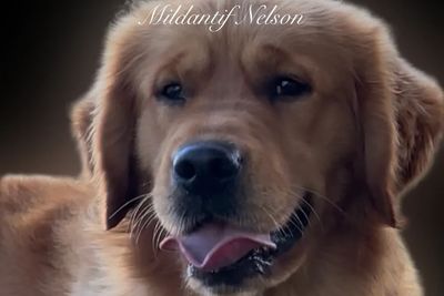 Nelson