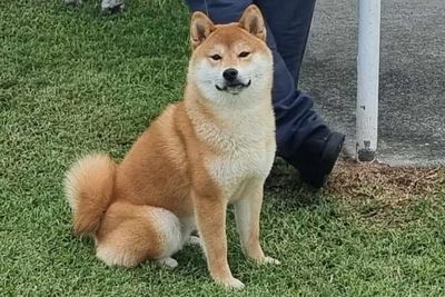 Toki