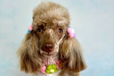 Polly Poppet