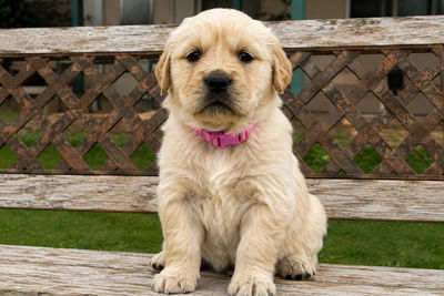 biscuit