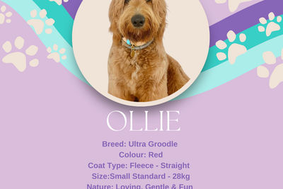 Ollie