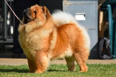 Biscuit