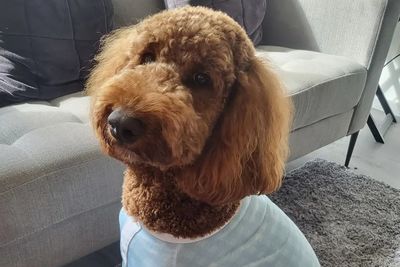Ruby - Irish Doodle 