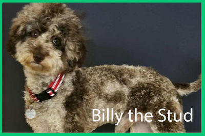 Billy