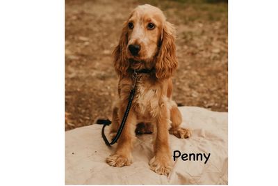 Penny