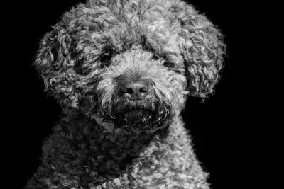 Truffle 