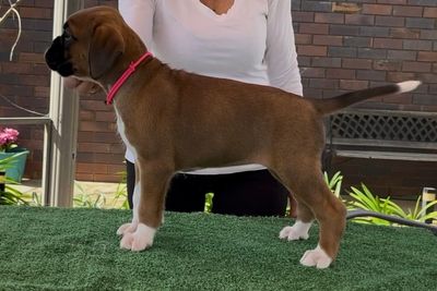 J1 Red & White Female