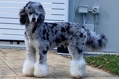 Bowie (Stud from Teddy Bear Groodles Australia)