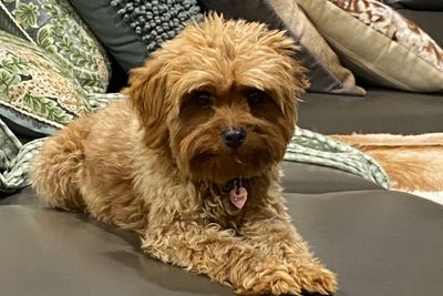 Coco