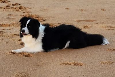 Bailey