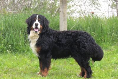 BBG Horatio 