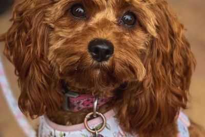 Reba