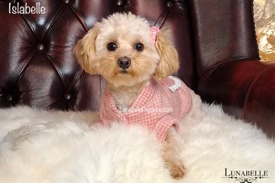 Islabelle 'Lolli' (F1 Toy Moodle)