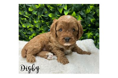 Digby - Mini