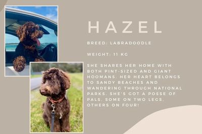 Hazel