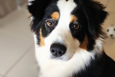 Bickie