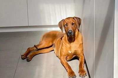Nala
