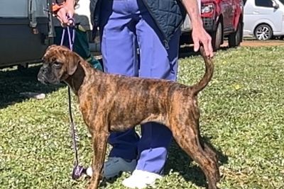 Puppy ID F1 Plain Brindle female 