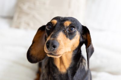 Dulcie
