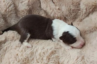 Aretha • Clancy3 • Chocolate & White • $3000