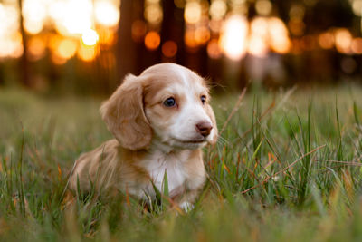 Alvin