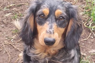 Pepper 