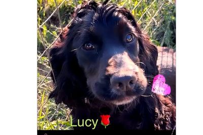 Lovely Lucy