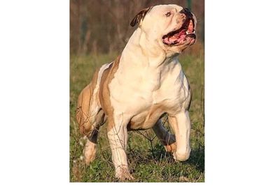 Bull