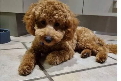 Rueben