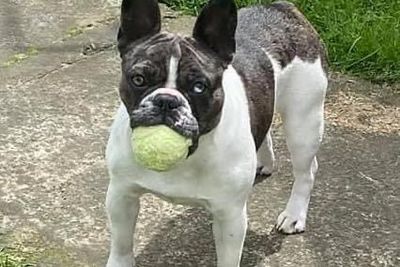 Gracie - Guardian RETIRED 