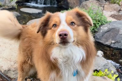 Cowboy, Miniature American Shepherd
