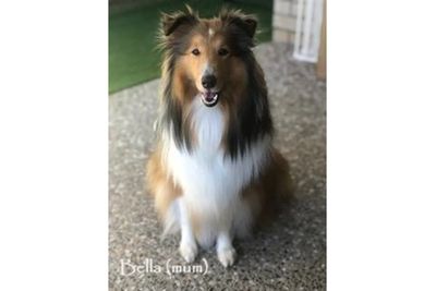 Bella 