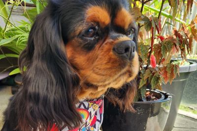 Daisy