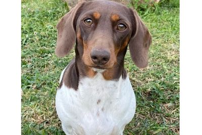 Indi