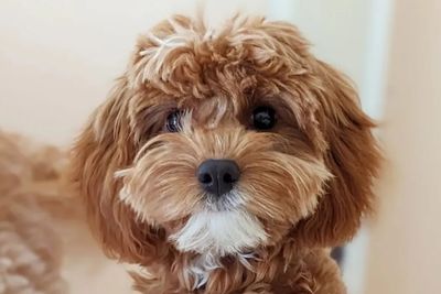 Myrtle
